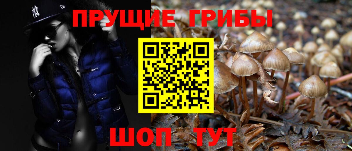 Псилоцибиновые грибы мицелий Донской