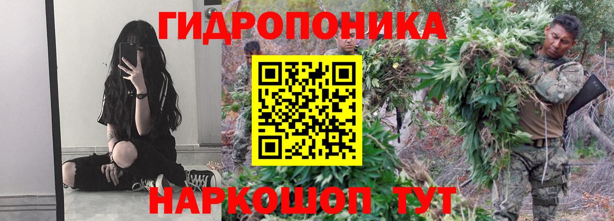 Конопля сатива Донской